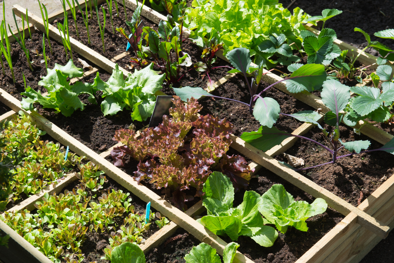 Créer un jardin potager en ville à Nice